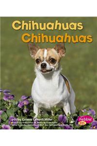 Chihuahuas/Chihuahuas
