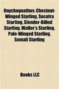 Onychognathus: Chestnut-Winged Starling, Socotra Starling, Slender-Billed Starling, Waller's Starling, Pale-Winged Starling, Somali S