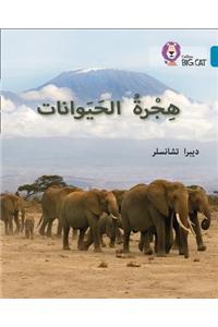 Animal Migration, Level 13