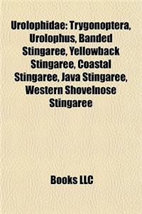 Urolophidae: Trygonoptera, Urolophus, Banded Stingaree, Yellowback Stingaree, Coastal Stingaree, Java Stingaree, Western Shovelnose