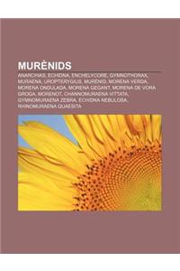Murenids: Anarchias, Echidna, Enchelycore, Gymnothorax, Muraena, Uropterygius, Murenid, Morena Verda, Morena Ondulada, Morena Ge