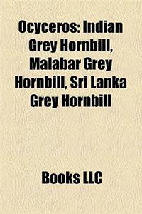 Ocyceros: Indian Grey Hornbill, Malabar Grey Hornbill, Sri Lanka Grey Hornbill