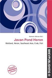 Javan Pond Heron