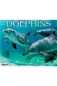 Dolphins 2015 Calendar