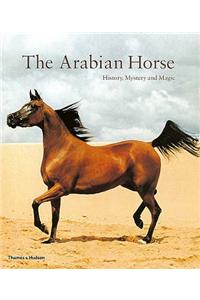Arabian Horse