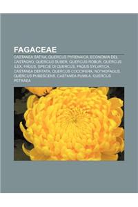 Fagaceae: Castanea Sativa, Quercus Pyrenaica, Economia del Castagno, Quercus Suber, Quercus Robur, Quercus Ilex, Fagus, Specie D