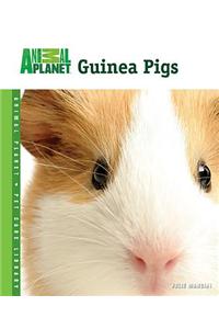 Guinea Pigs