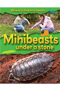 Minibeasts Under a Stone