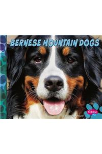 Bernese Mountain Dogs