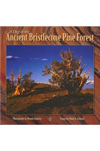 A Day in the Ancient Bristlecone Pine Forest
