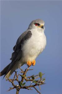 Black-Shouldered Kite Bird Journal: 150 Page Lined Notebook/Diary