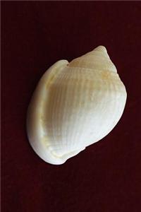 Cool Seashell Portrait Journal: 150 Page Lined Notebook/Diary