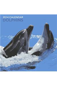 Dolphins 2014 Calendar