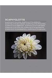 Scaphyglottis: Scaphyglottis Livida, Scaphyglottis Modesta, Scaphyglottis Boliviensis, Scaphyglottis Prolifera, Scaphyglottis Imbrica