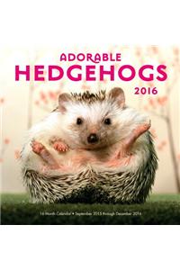 Adorable Hedgehogs 2016 Calendar