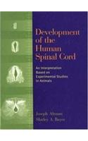 Development of the Human Spinal Cord: An Interpretation Based on Experimental Studies in Animals