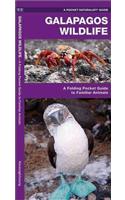 Galapagos Wildlife: An Introduction to Familiar Species
