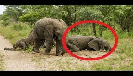नशे में टल्ली होकर झूम रहे हैं जानवर,वीडियो हुआ वायरल नशे में टल्ली होकर झूम रहे हैं जानवर,वीडियो हुआ वायरल
