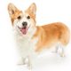 Corgi