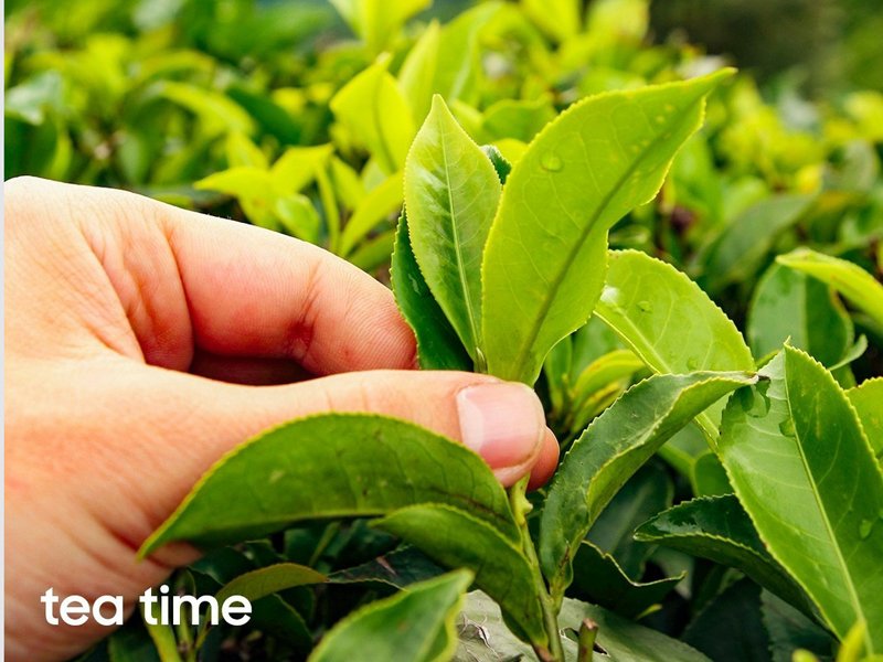 SPECIAL CULINARY GROUP TOUR - Sep & Oct 2026