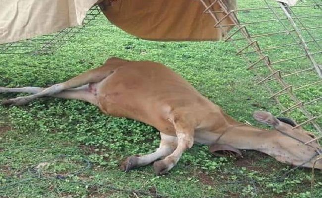 sapi mati mendadak, sapi mati disuntik, suntik gratis, Dinas Peternakan, Warga ungasan geger, Pemkab Badung,