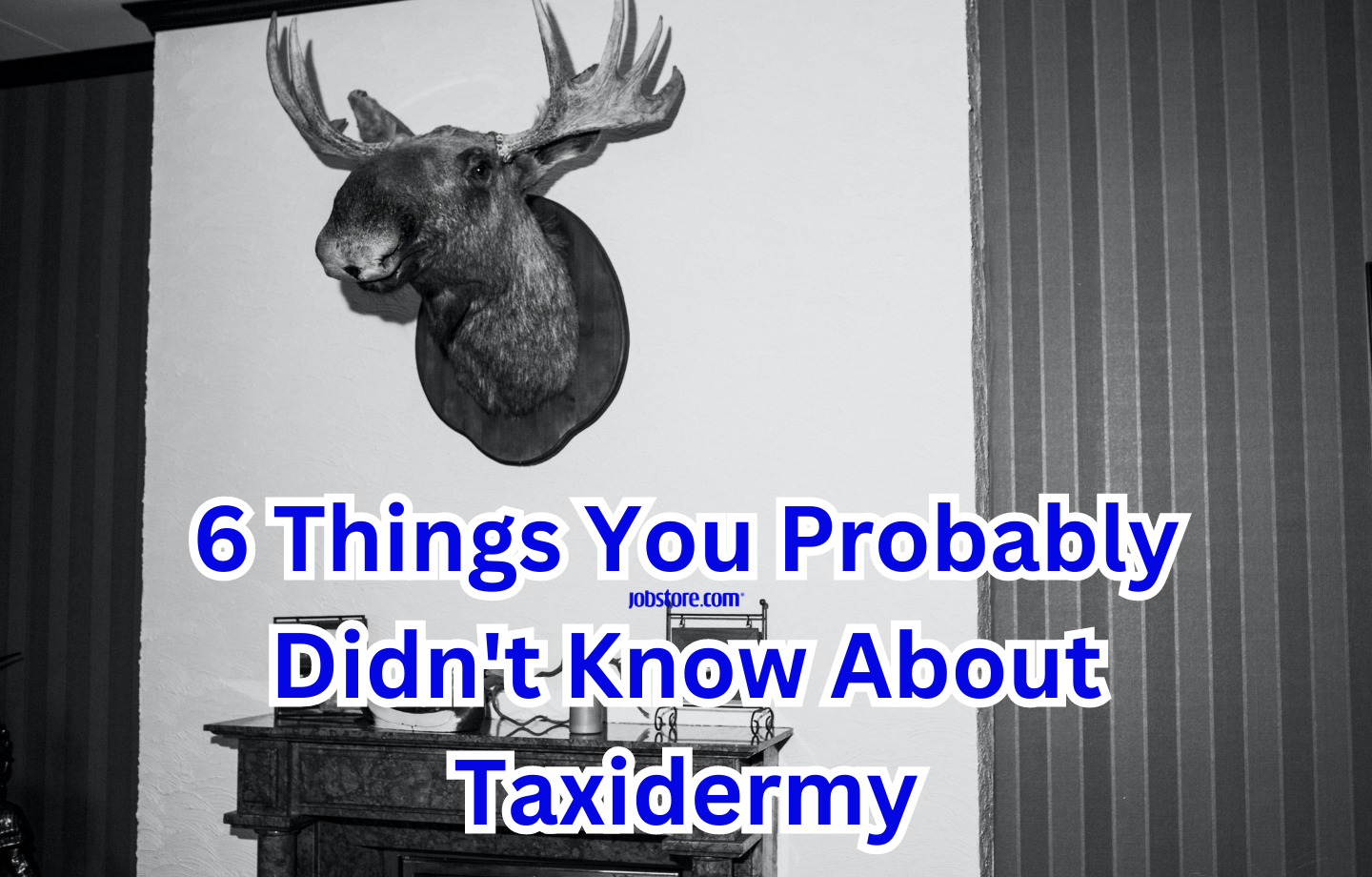 6 Things You Probably Didn T Know About Taxidermy Jobstore Careers 6 Things You Probably Didn T Know About Taxidermy Jobstore Careers