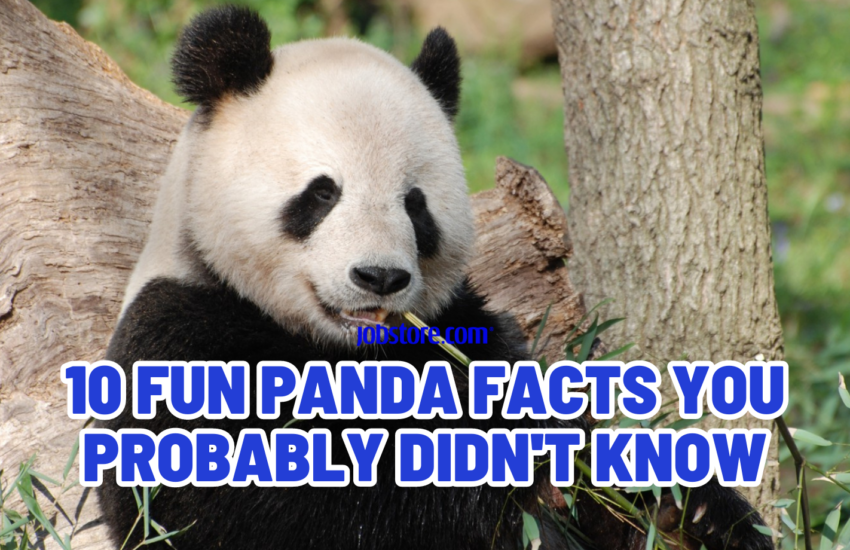 10 Fun Panda Facts You Probably Didn't Know Jobstore Careers Blog