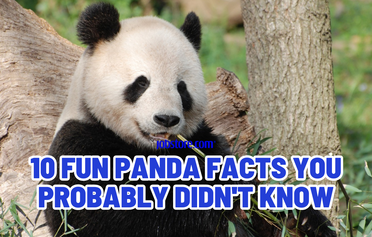 10 Fun Panda Facts You Probably Didnt Know Jobstore Careers Blog