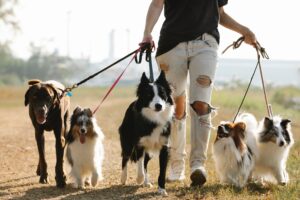 dogs