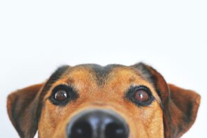 dogs