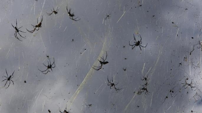 5 Haiwan Mampu Terbang Yang Anda Tidak Tahu