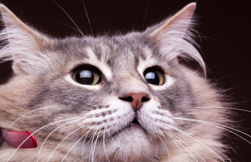 Fungsi Misai Kucing yang Anda Mungkin Tak Tahu