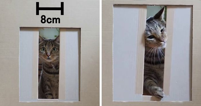 Fungsi Misai Kucing yang Anda Mungkin Tak Tahu