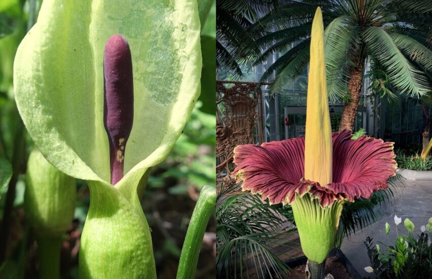 10 Jenis Bunga Paling Busuk di Dunia!