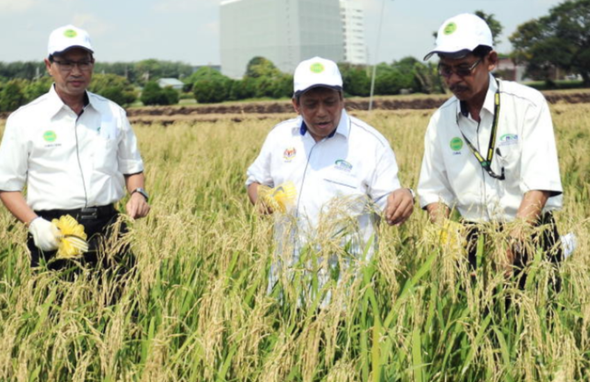 Jawatan Kosong Di Institut Penyelidikan Dan Kemajuan Pertanian Malaysia (MARDI)