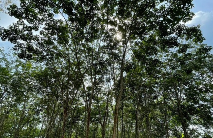 Jawatan Kosong Di Forest Plantation Development Sdn Bhd