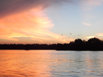 Weston Wetland Probosis Monkey, Sunset & Fireflies Cruise