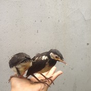 Aneka Burung Sawah Unik Langka Jakarta Selatan Jualo