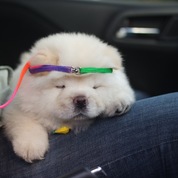 Anjing Chow Chow Jantan Stamboom Kab Sleman Jualo