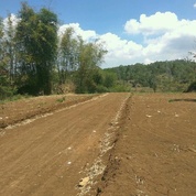 Tanah Kavling 90 Jutaan Dekat Kampus Uin 3 Dan Kota Wisata Batu di Kota Malang, Jawa Timur