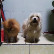J Anjing Maltese Campuran Pom Umur 1 Tahun Tangerang Selatan
