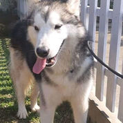 Jenis Anjing Alaskan Malamute Bandung Jualo