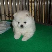 Kandang Anjing Anjing Pomeranian Mini Harga