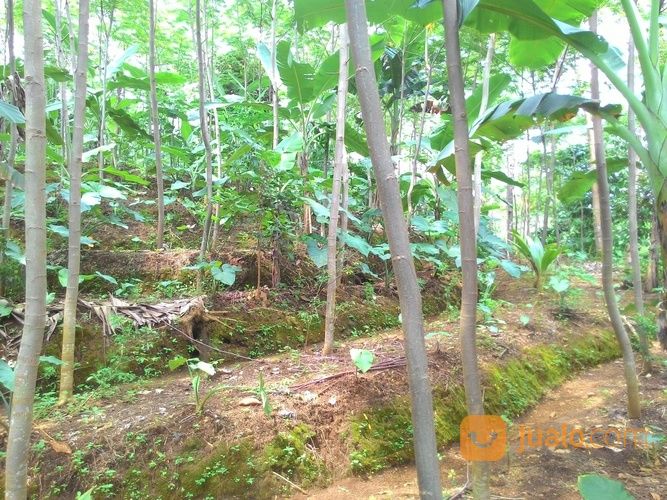 Dijual Tanah Di Banjarnegara - Ditemukan 161 Penawaran Tanah