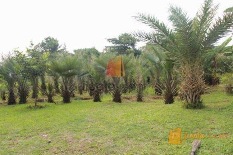 Palem Kenari Phoenix silvestris Palem Moreli Livistona muelleri palm 