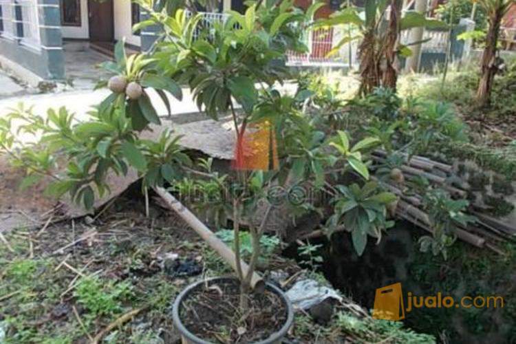 bibit manggis dan bibit sawo lokal dan jumbo jualo bibit manggis dan bibit sawo lokal dan jumbo jualo