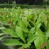 Jual biji jati emas kebutuhan rumah tangga konstruksi dan taman 1030756