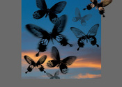 Parroquia butterflies