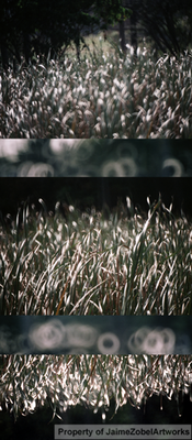 Nat00261