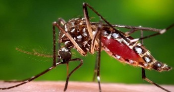 Top 7 Home Remedies To Treat Chikungunya Joint Pain